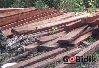 Mafia Hutan di Tojo Una-Una Terungkap? Aktivis Siap Turun Tangan Bongkar Fakta!